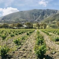 Vineyards on Santorini