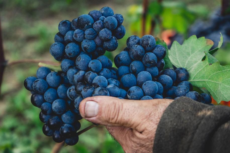 Read our guide to the grapes of Italy