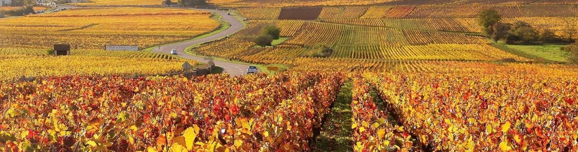 The vineyards of Monthelie in Autumn