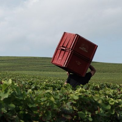 Louis Roederer are famous for their robust, full bodied style